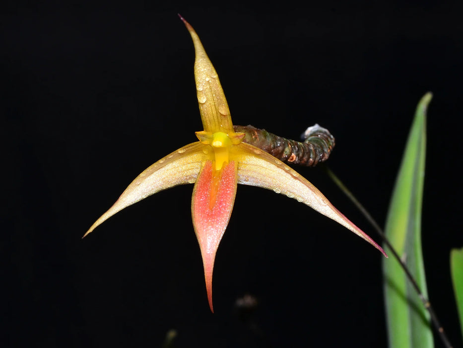 Bulbophyllum macrochilum