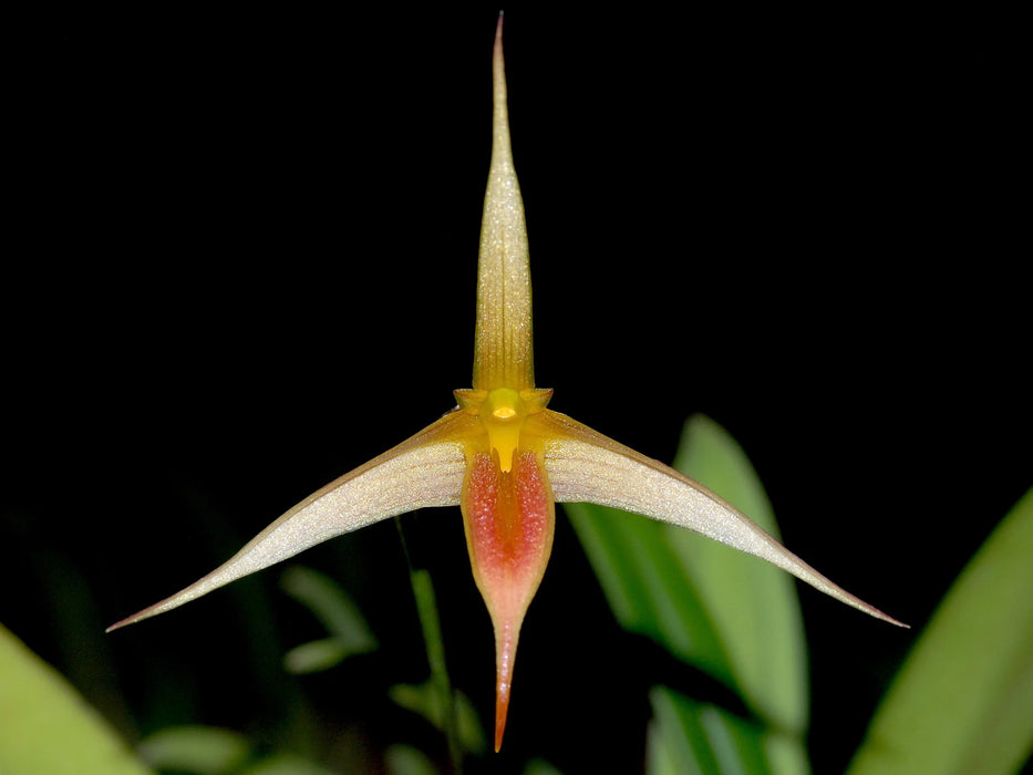 Bulbophyllum macrochilum