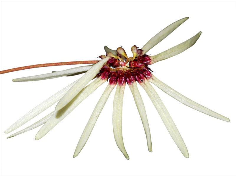 Bulbophyllum makoyanum