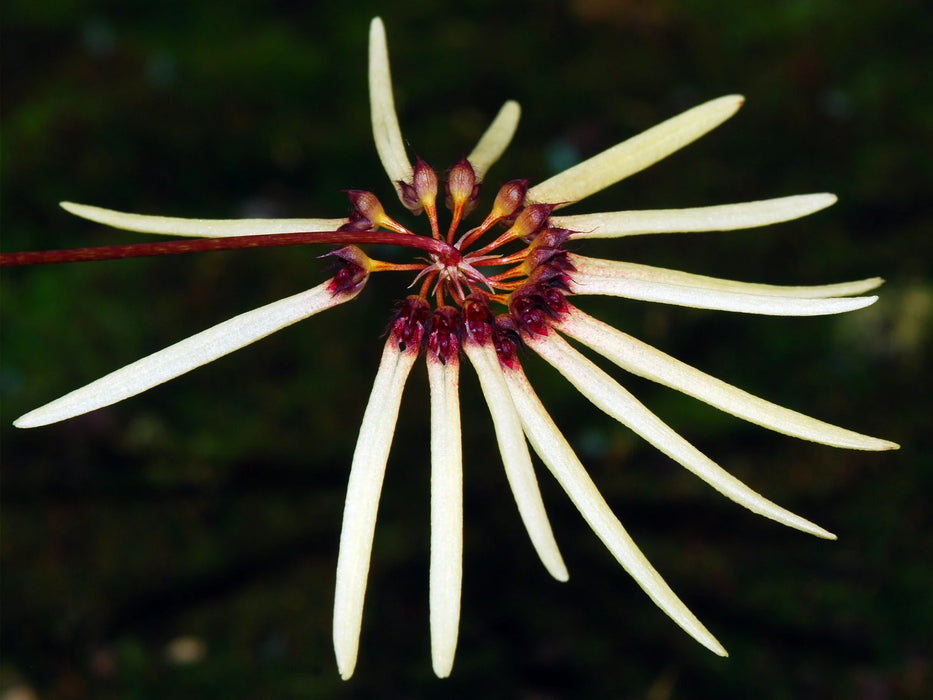 Bulbophyllum makoyanum