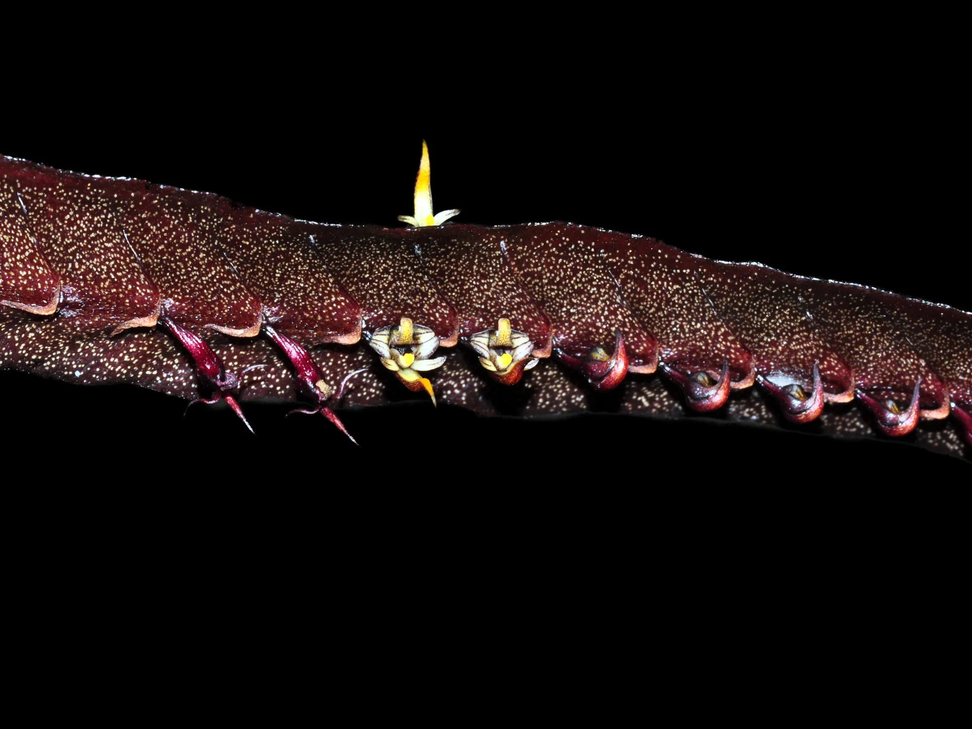 Bulbophyllum maximum