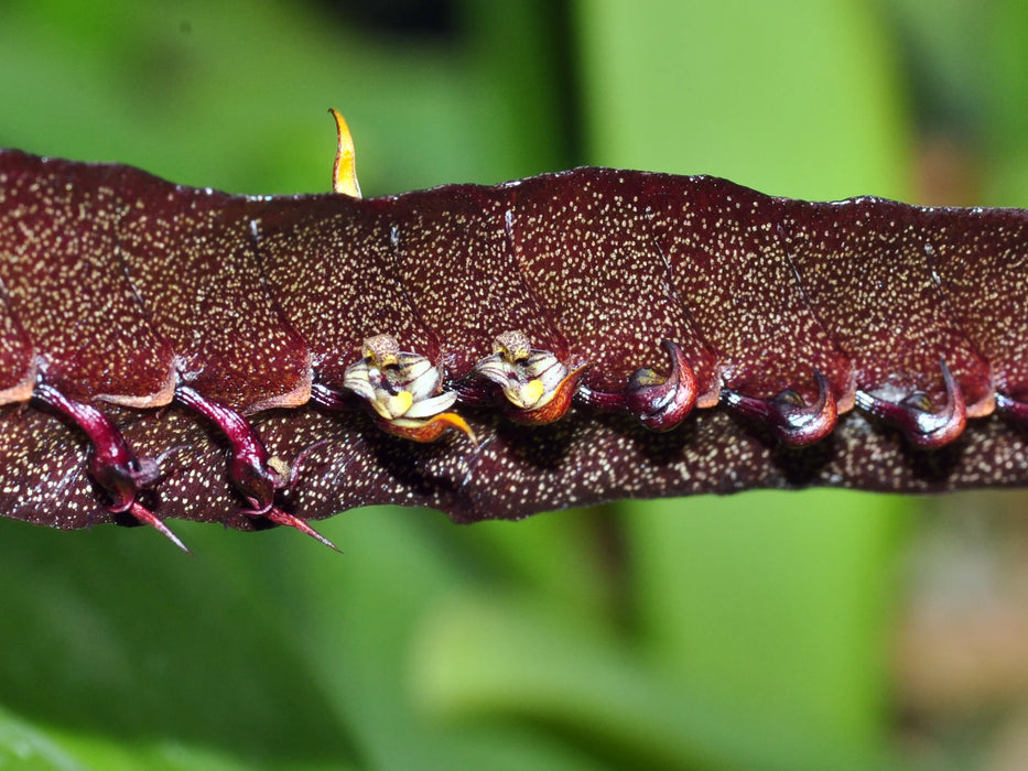 Bulbophyllum maximum