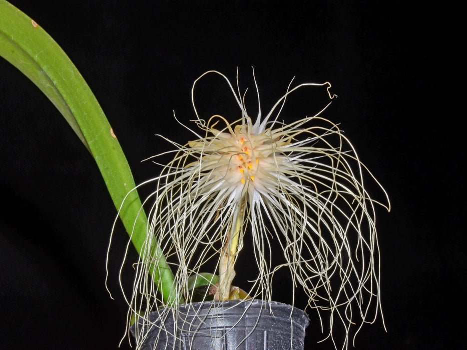 Bulbophyllum medusae