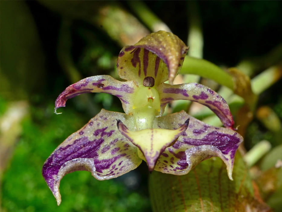 Bulbophyllum membranifolium