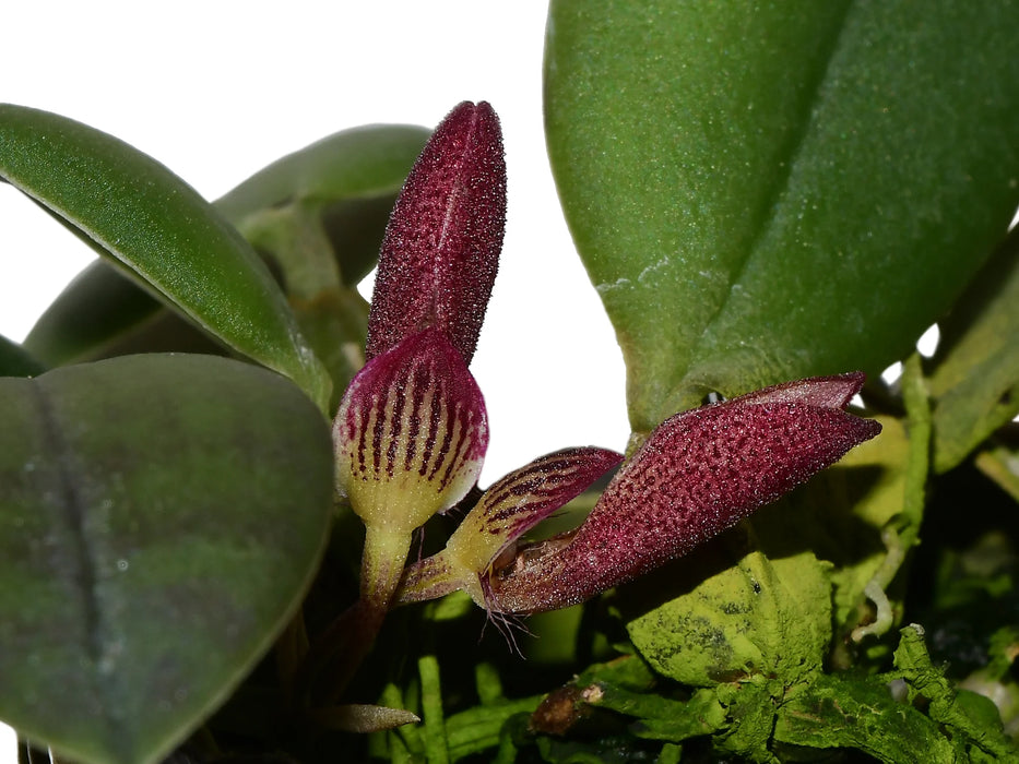 Bulbophyllum mirum