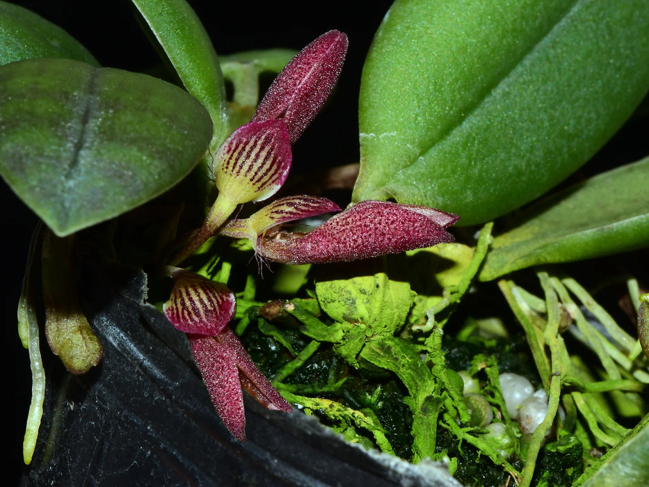 Bulbophyllum mirum