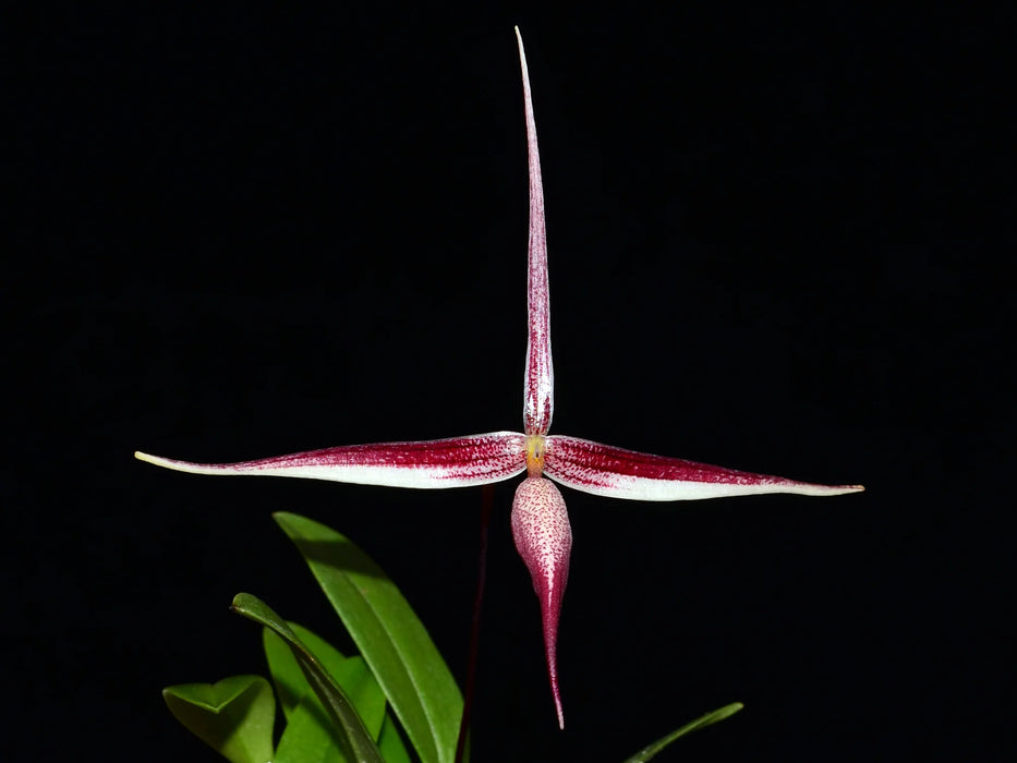 Bulbophyllum nitidum