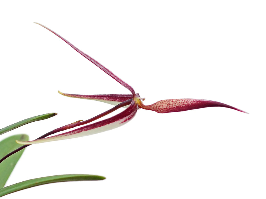 Bulbophyllum nitidum