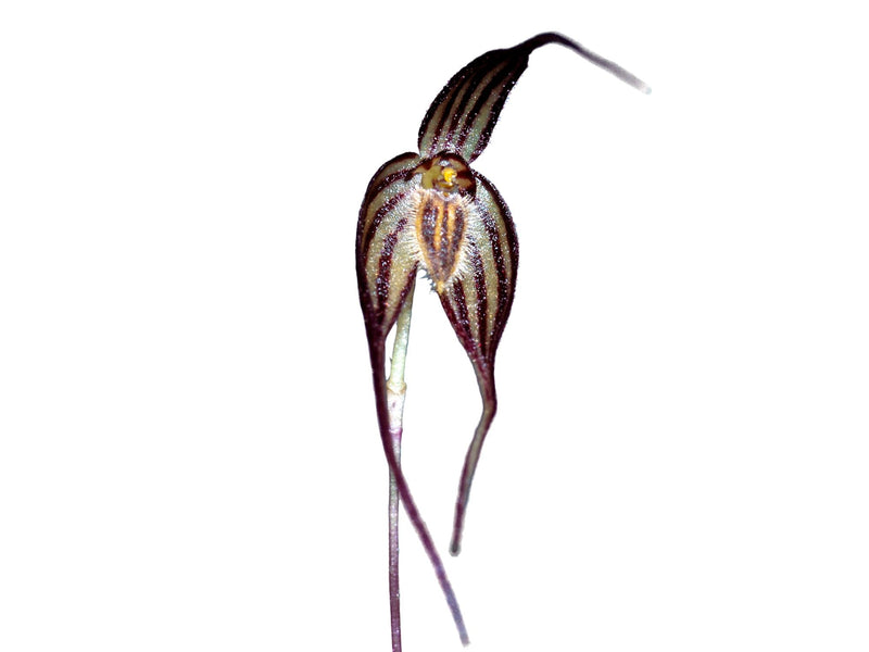 Bulbophyllum odontopetalum