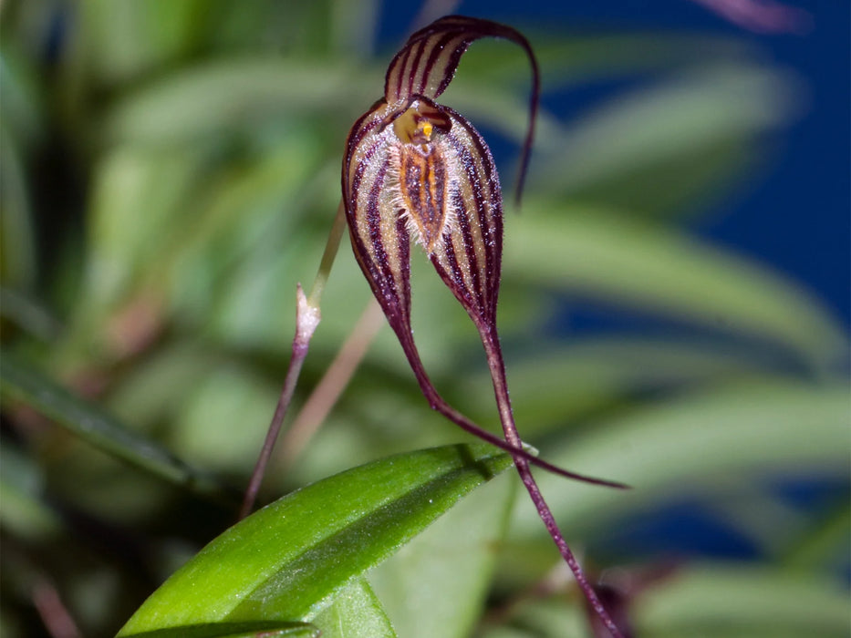 Bulbophyllum odontopetalum