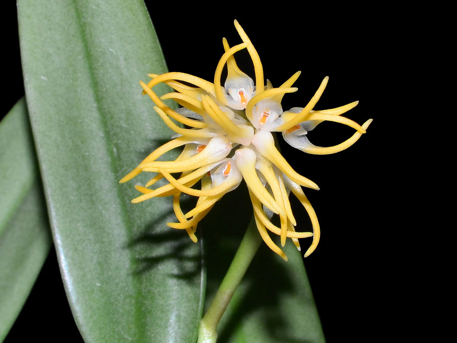 Bulbophyllum odoratissimum