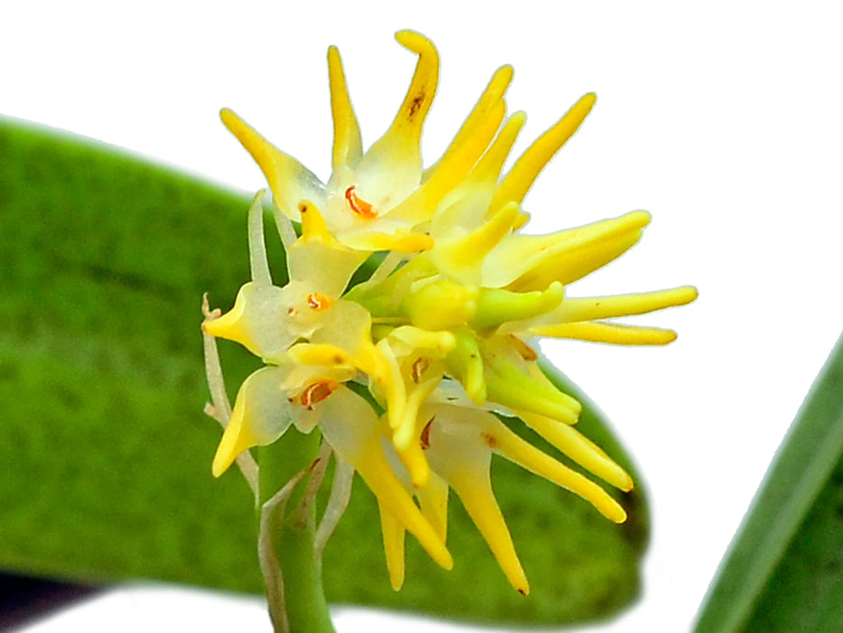 Bulbophyllum odoratissimum