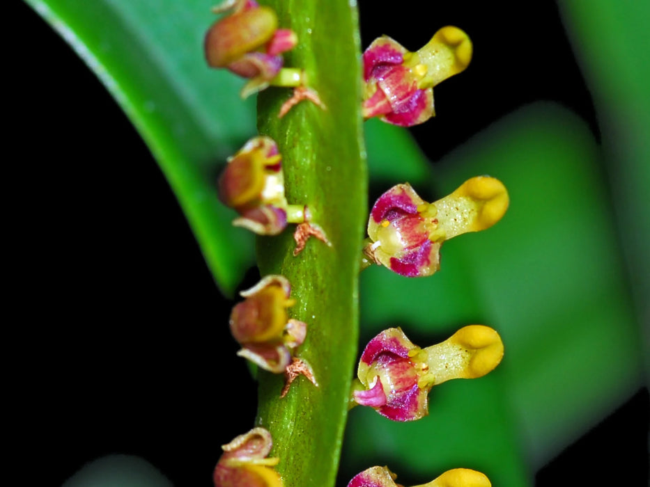 Bulbophyllum ornatissimum x Bulb. careyanum