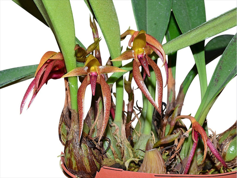 Bulbophyllum papulosum