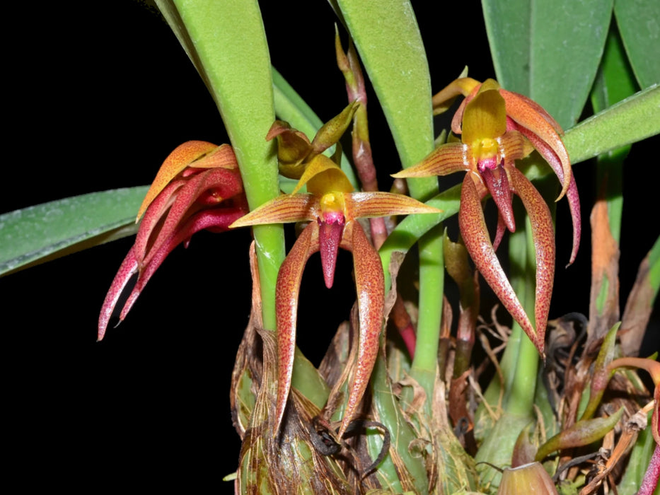 Bulbophyllum papulosum