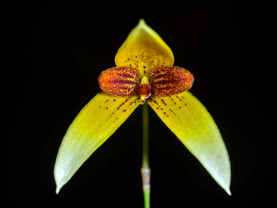 Bulbophyllum pardalotum