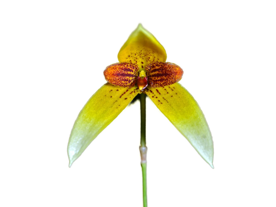 Bulbophyllum pardalotum