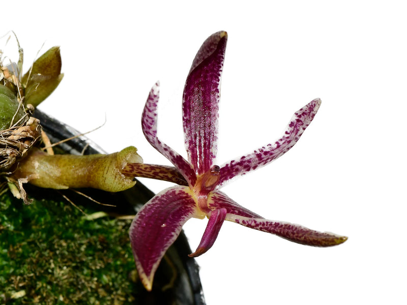 Bulbophyllum patens