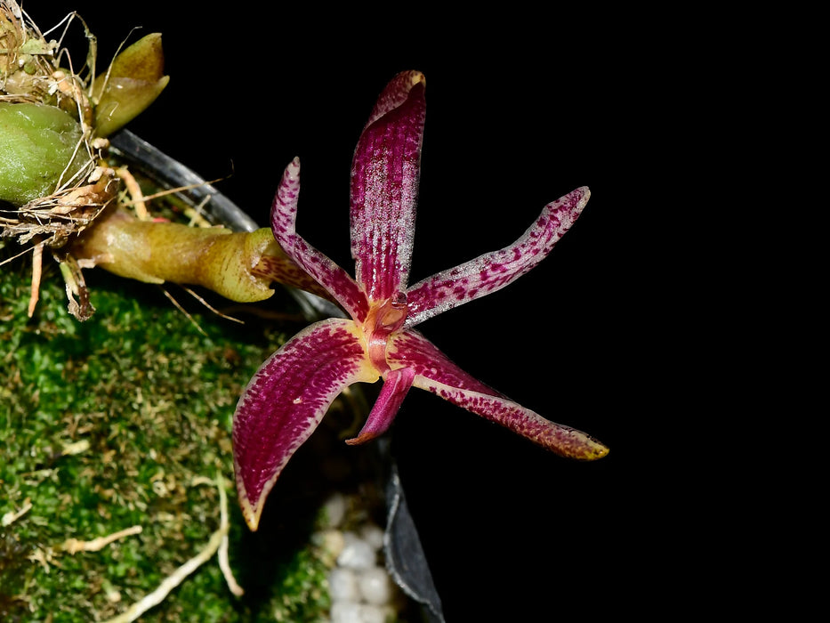 Bulbophyllum patens