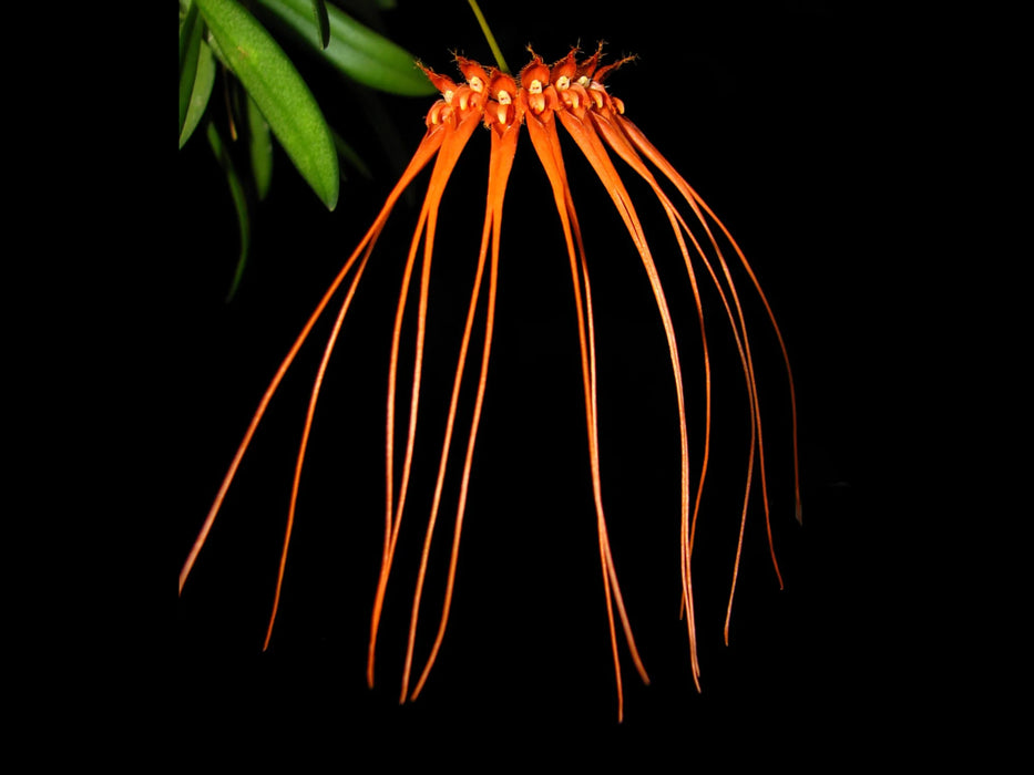 Bulbophyllum pecten-veneris