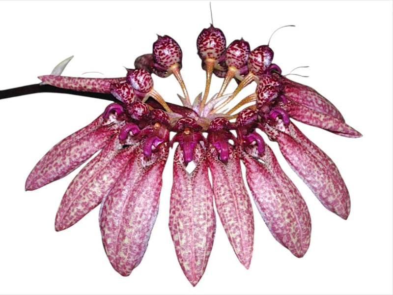 Bulbophyllum picturatum