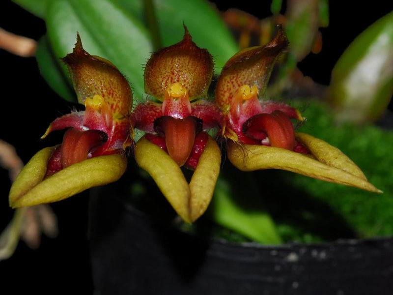 Bulbophyllum pingtungense