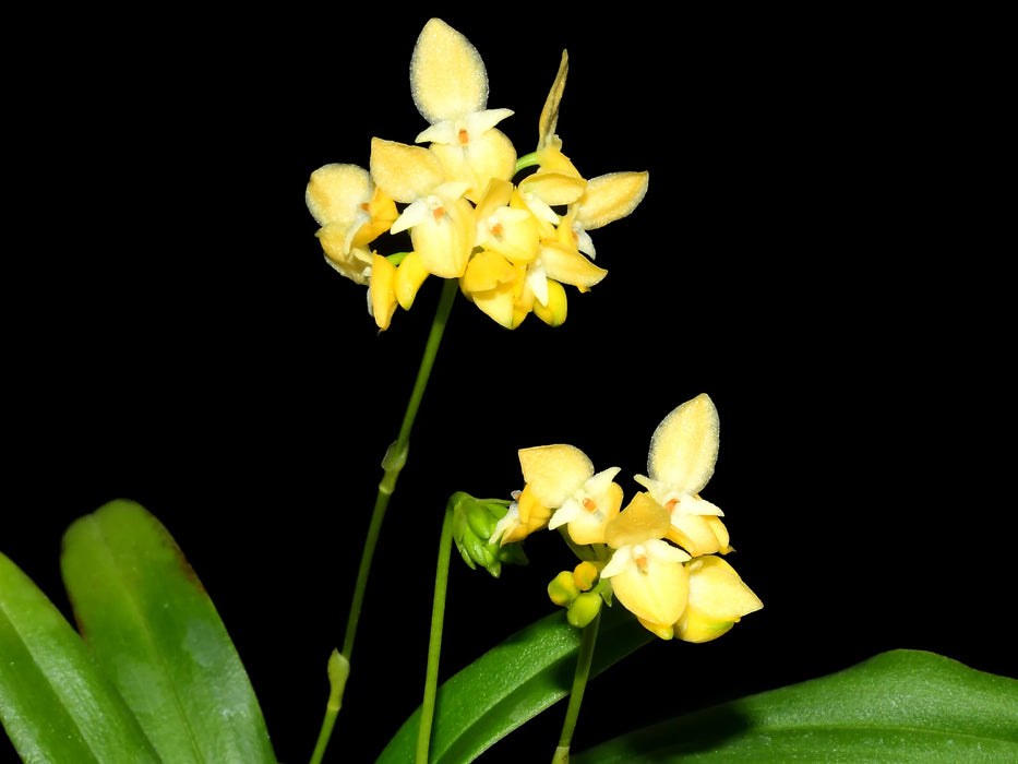 Bulbophyllum pleurothallidanthum