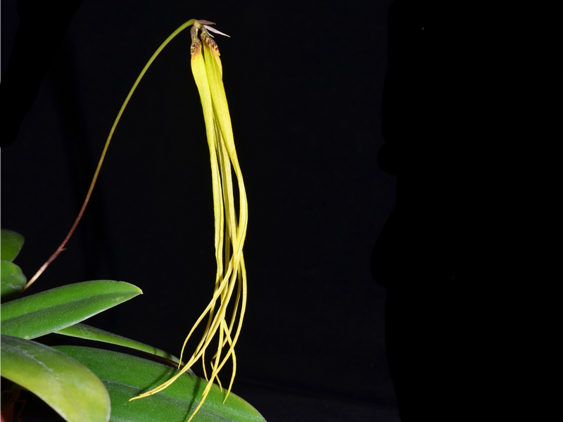 Bulbophyllum plumatum yellow