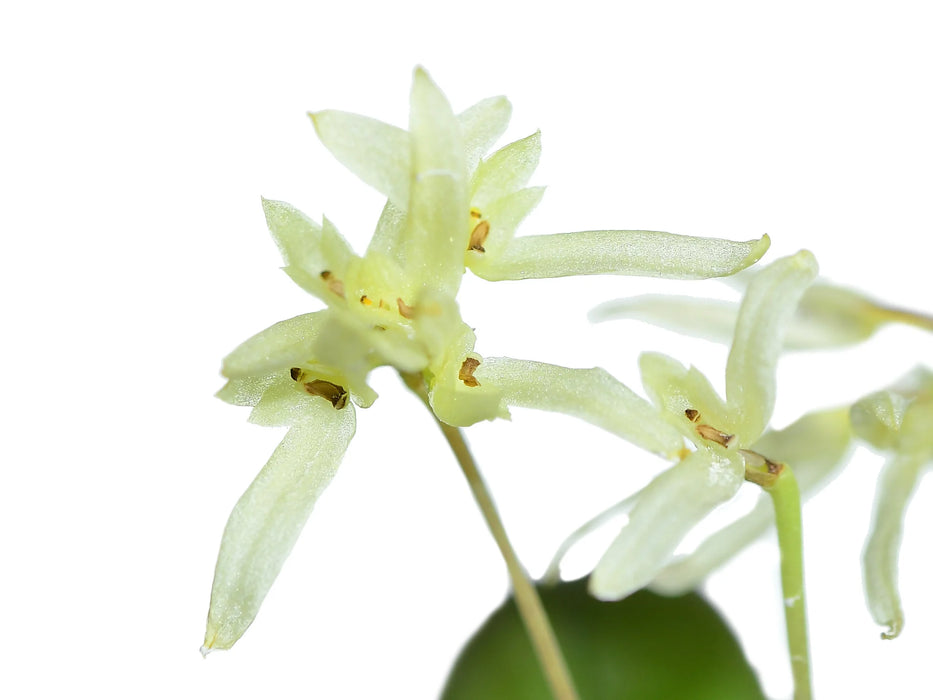 Bulbophyllum purpurascens