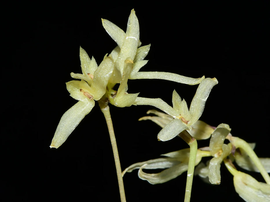 Bulbophyllum purpurascens