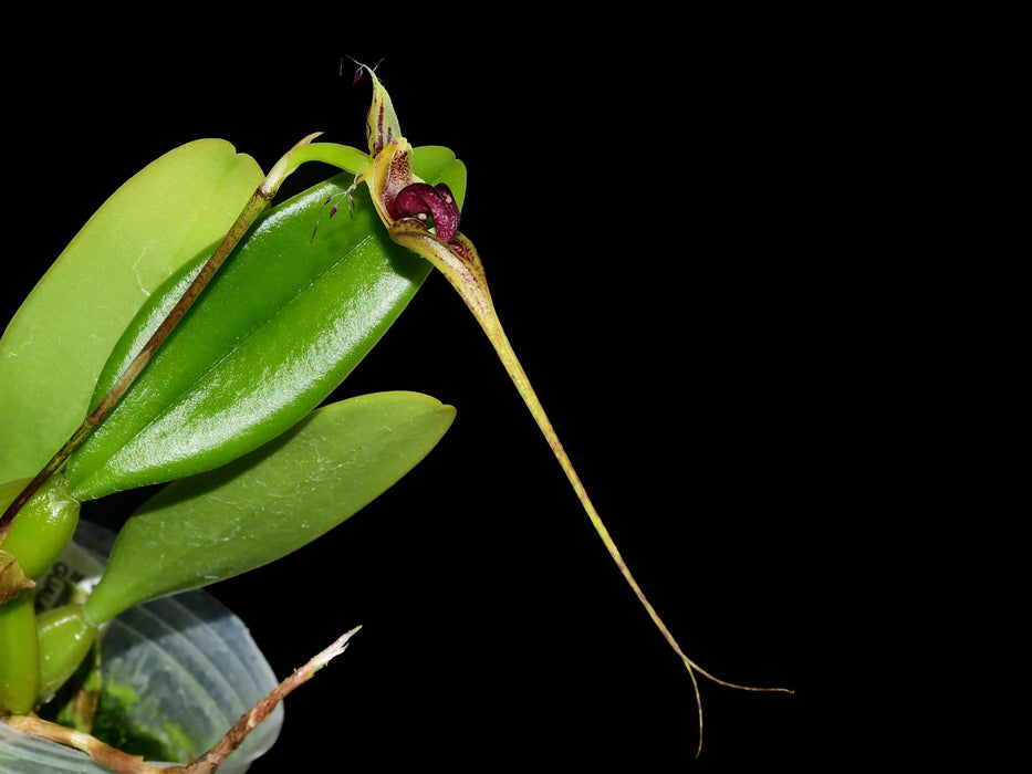 Bulbophyllum putidum