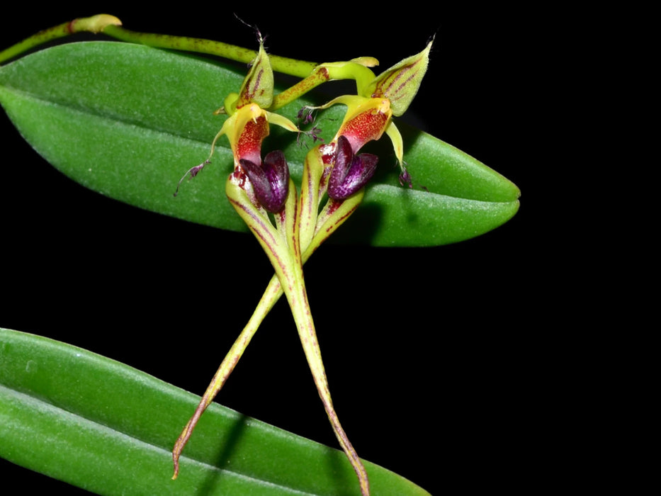 Bulbophyllum putidum