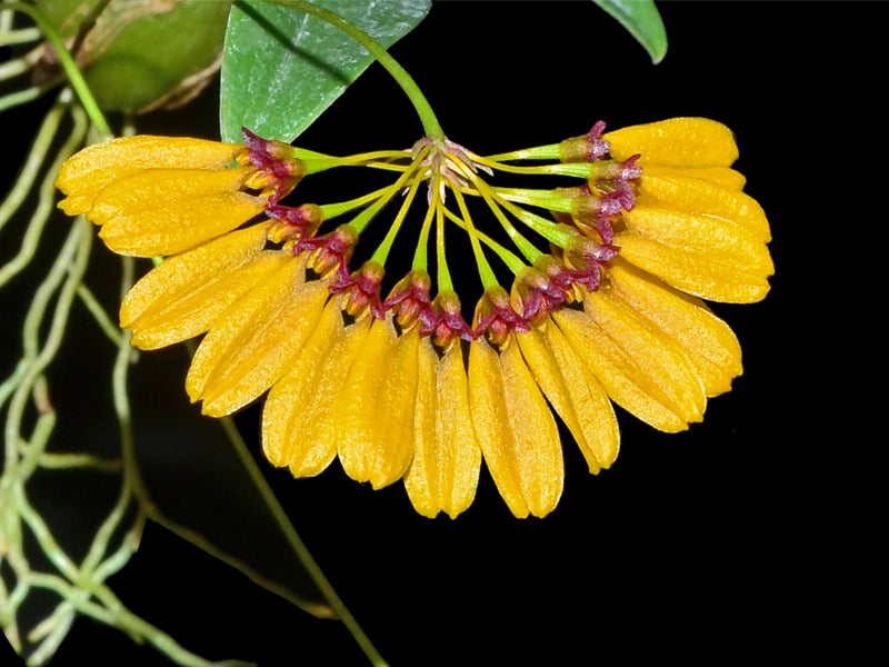 Bulbophyllum retusiusculum