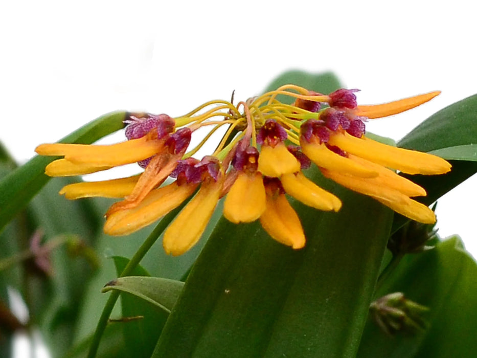 Bulbophyllum retusiusculum