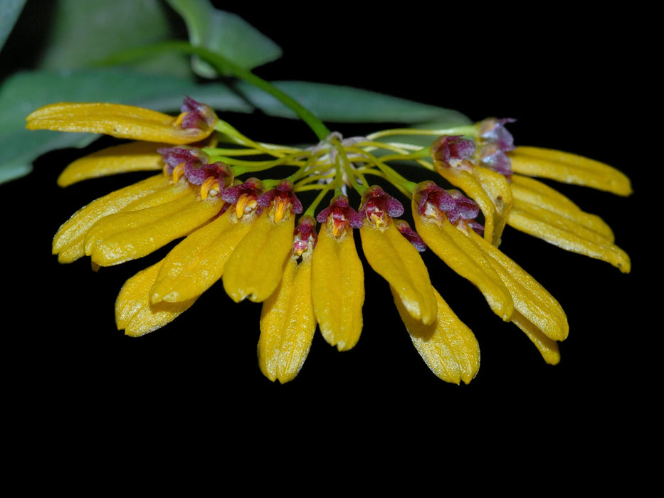 Bulbophyllum retusiusculum