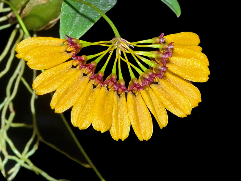 Bulbophyllum retusiusculum