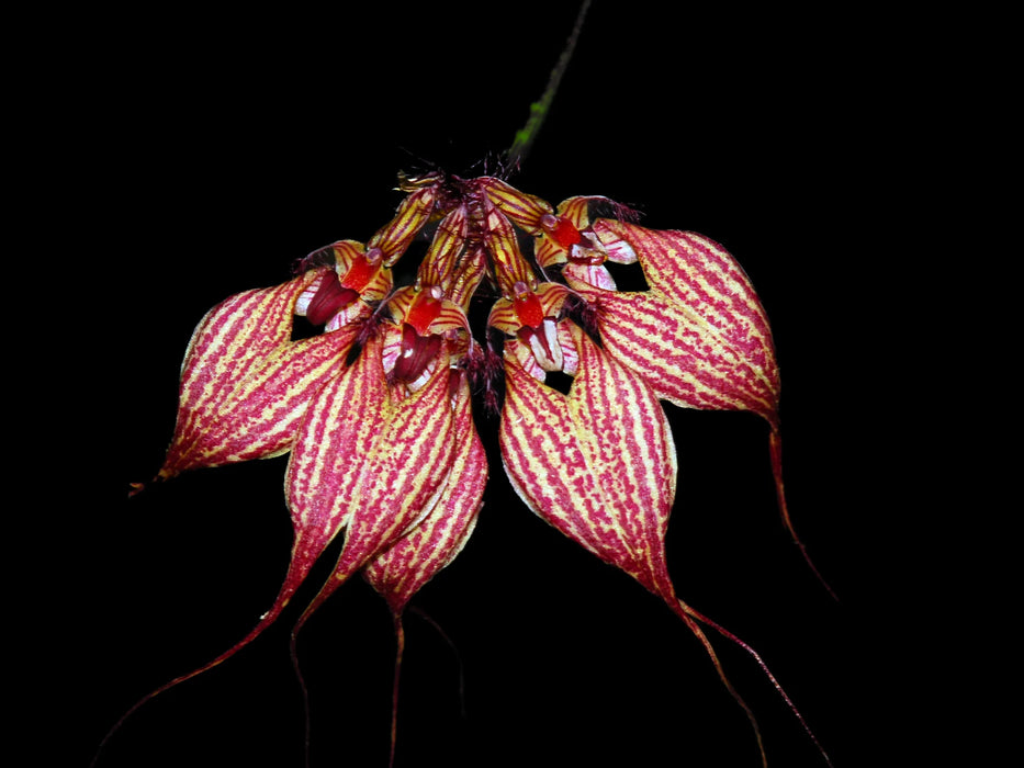 Bulbophyllum rothschildianum