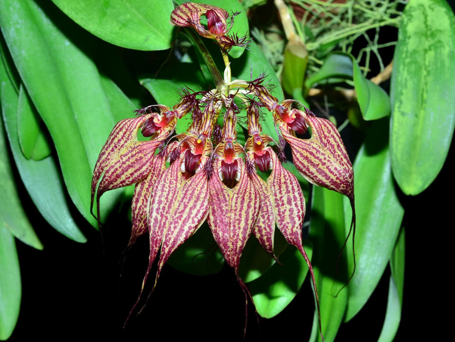 Bulbophyllum rothschildianum