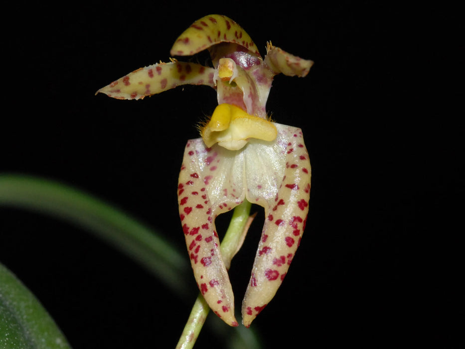 Bulbophyllum roxburghii