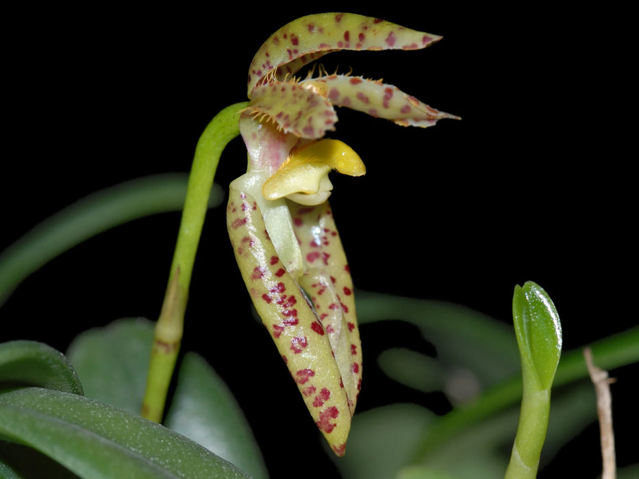 Bulbophyllum roxburghii