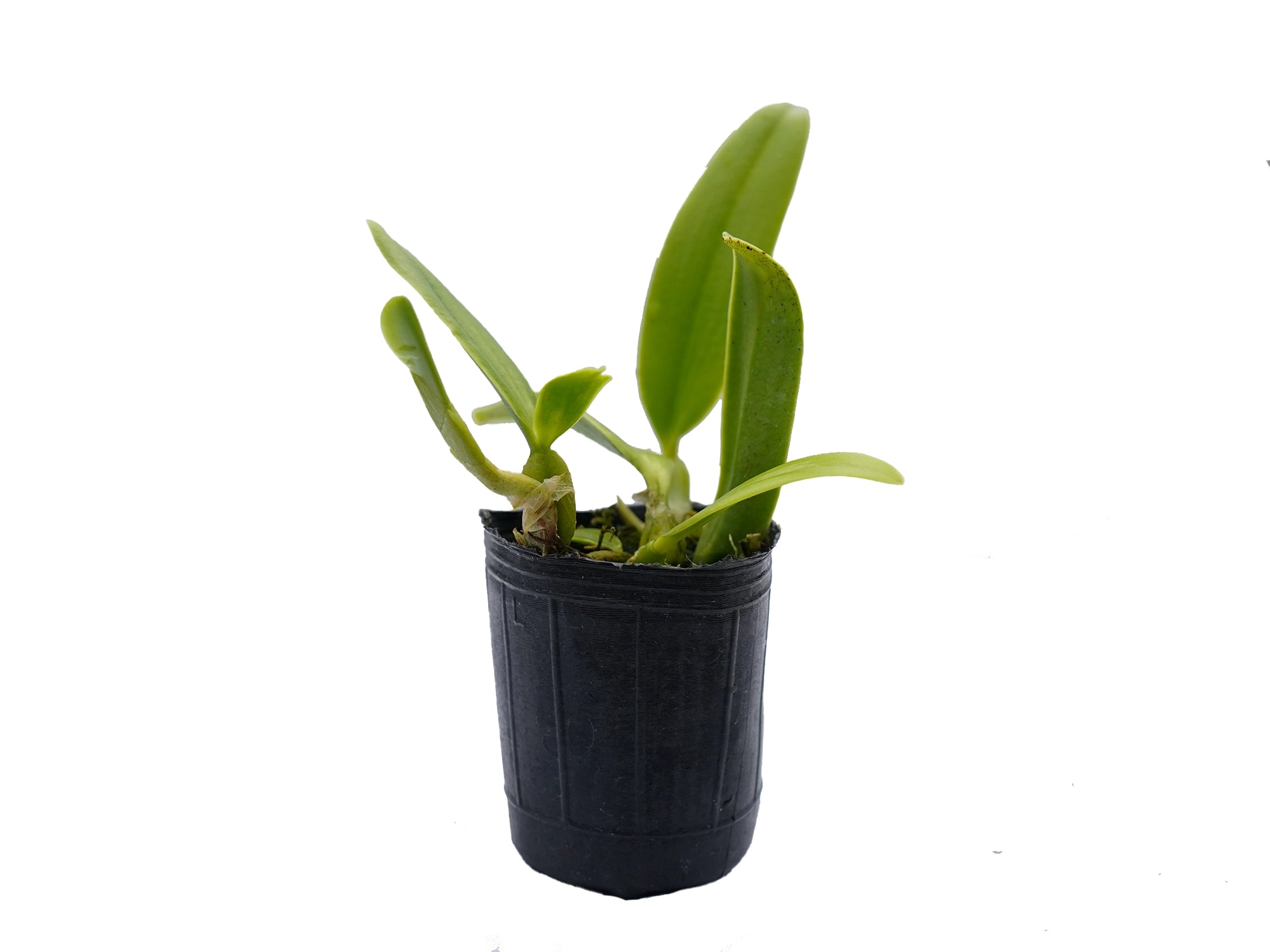 Bulbophyllum salmoneum