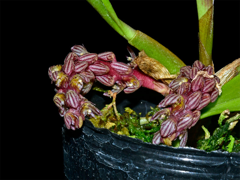 Bulbophyllum saurocephalum
