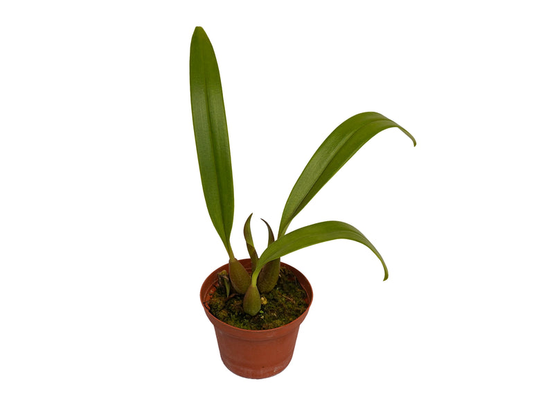 Bulbophyllum saurocephalum