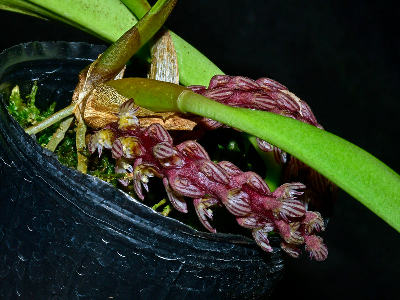 Bulbophyllum saurocephalum