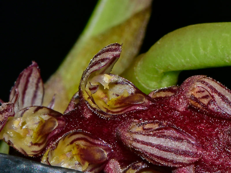 Bulbophyllum saurocephalum