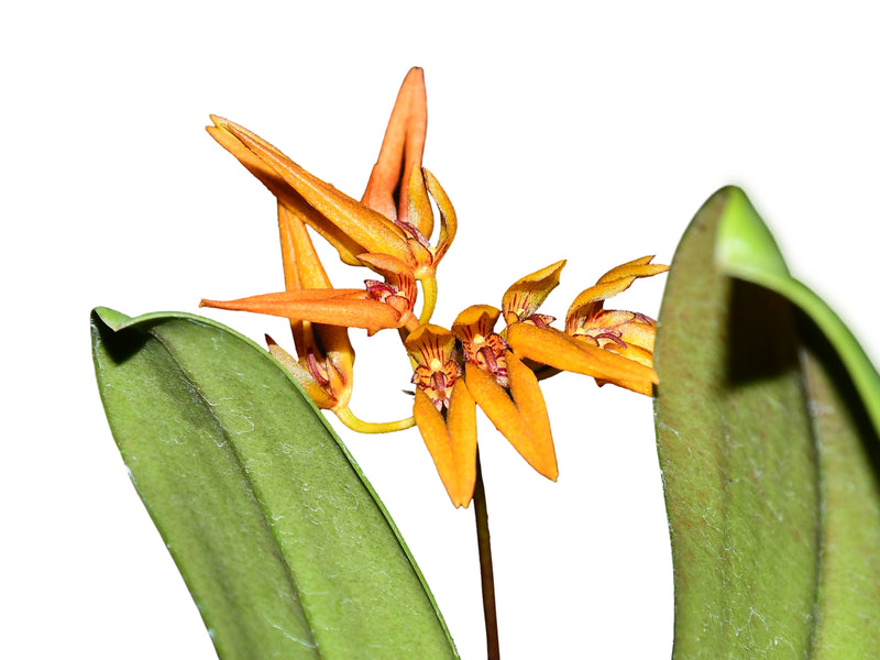 Bulbophyllum sprucei