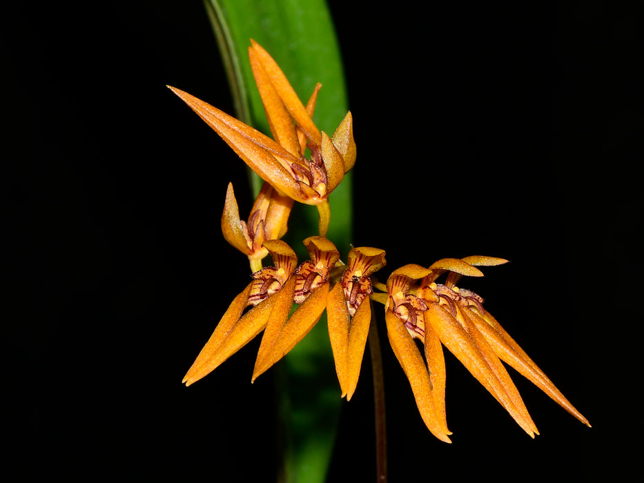 Bulbophyllum sprucei