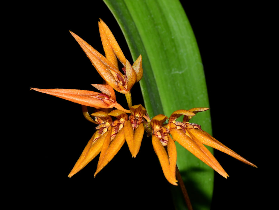 Bulbophyllum sprucei