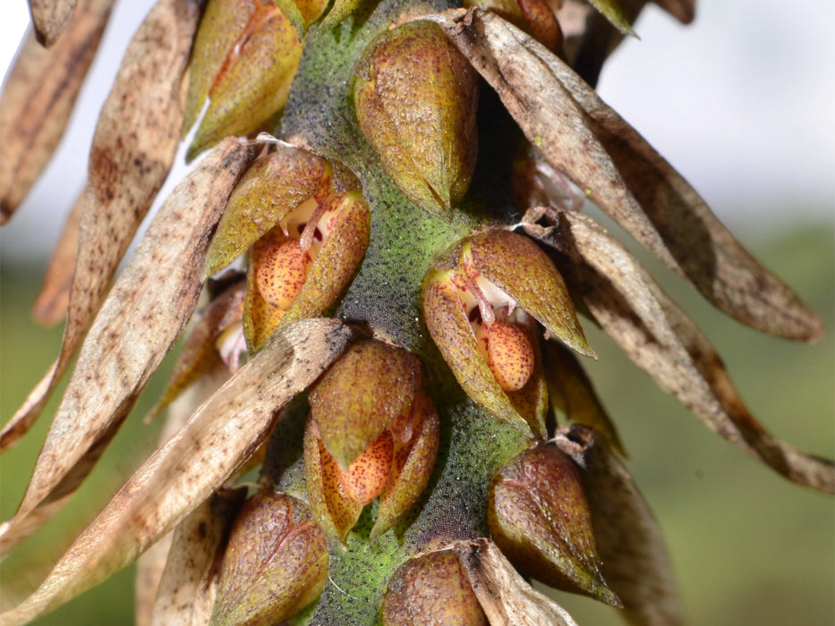 Bulbophyllum steyermarkii