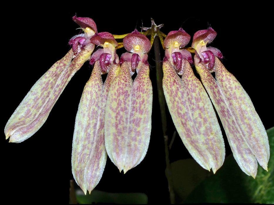 Bulbophyllum stragularium